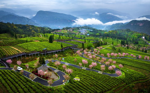 经济观察丨四川39个欠发达县域产业精准帮扶提速 小县城奔向大市场 茶叶种植