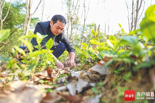 五指山茶香 海南大叶种的芯片化探索与农副产品销售新路径