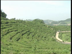 品味自然精华，探寻茶叶种植基地与农副产品销售之旅