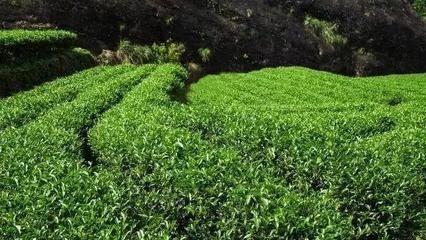 品大红袍的雅致，避农副产品的陷阱 常见问题与解决方案