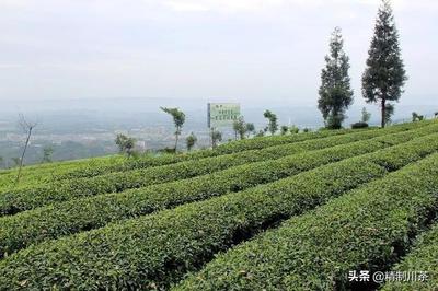 互联网+蒙顶山茶 味独珍茶业的数字化种植新篇章