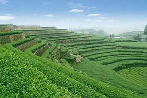 普洱茶黄曲霉素超标现象剖析与农副产品销售安全策略