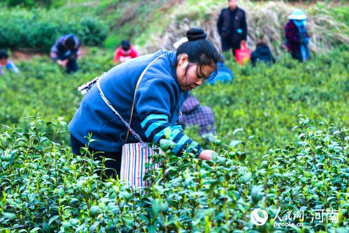 河南光山 绿叶子变“金叶子”，茶叶种植铺就致富路