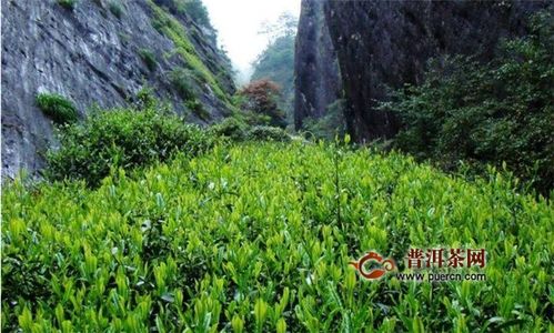 武夷乌龙茶种 高山幽谷间的芬芳奥秘