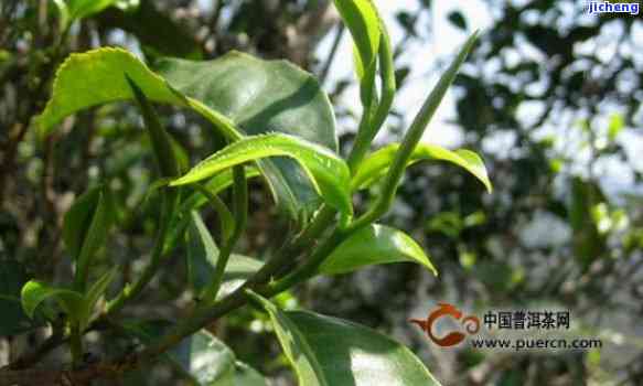云南普洱茶名山中小叶茶的种植地与特色分析