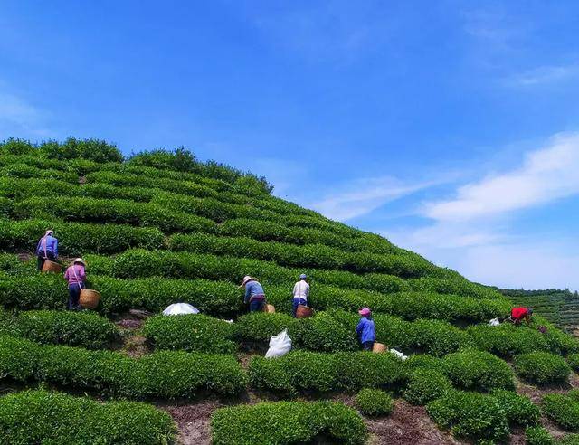 徽茶丨老竹大方 传承古法，品味农副产品的醇香