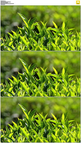 红动中国 茶叶种植园的视觉美学与设计素材全览