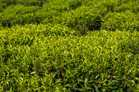 绿茶种植园 自然馈赠，匠心臻品