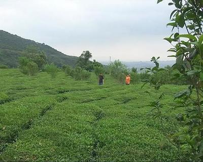 走进揭东玉湖，品味自然人文与特色农产