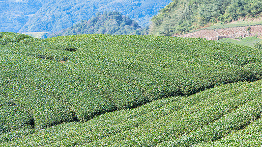 富士山下茶香漫 探寻日本顶级茶叶的种植艺术
