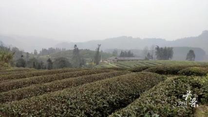 内江威远万亩茶园吐新芽 茶农采茶迎丰收，农副产品销售新篇章